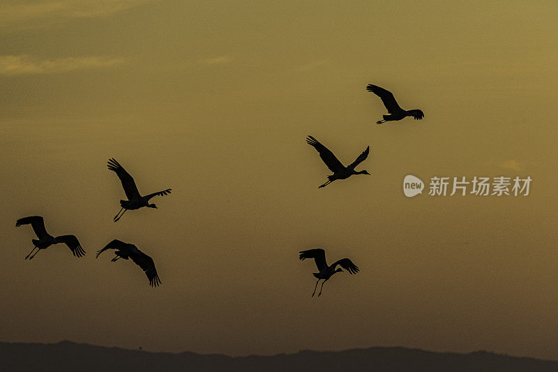 沙丘鹤(Antigone canadensis)是北美大型鹤的一种。Woodbridge生态保护区(又名Isenberg鹤保护区)。准备晚上降落。